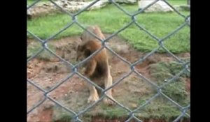 Un lion enfin libre après 13 années de captivité
