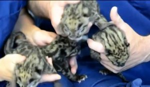 Quatre bébés panthères naissent dans un zoo américain