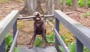 Ce chien a un gros Q.I.... Et un gros bâton !