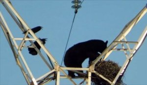 Un ours escalade un pylône électrique pour manger les œufs d'un nid de corbeaux
