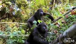 Un Gorille retrouve l'homme qui l'a élevé 5 ans plus tot