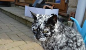 Scrappy le chat atteint de vitiligo