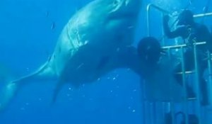 Un plongeur touche l'un des plus grands requins blancs