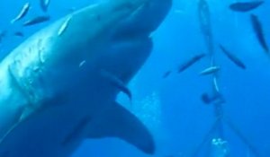 Le plus grand requin blanc filmé au Mexique