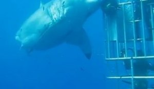 Le plus gros requin blanc du monde filmé au large du Mexique