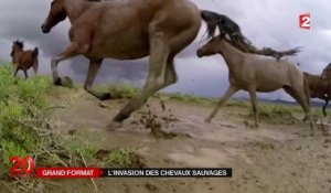 Les chevaux sauvages se reproduisent trop vite, un problème pour l'Ouest américain