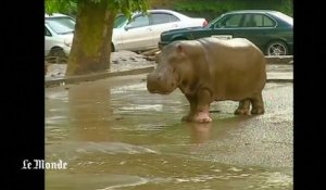 Des animaux du zoo de Tbilissi s'échappent après les inondations meurtrières en Géorgie