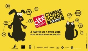Teaser web de l'exposition "Chiens & Chats"