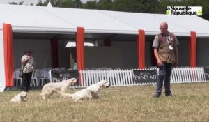 VIDEO. Lamotte-Beuvron : Les chiens de chasse à l'honneur au Game Fair