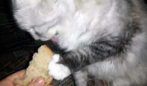 Ce chat en galère pour manger du pain