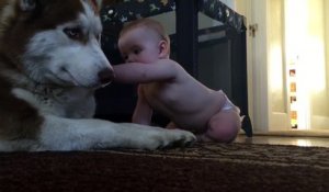 Découvrez ce moment adorable entre un husky et un bébé