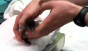 Naissance d'un bébé pingouin d'une espèce rare à Chicago