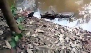 Alligator electrocuté et tué par une anguille