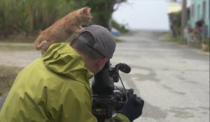 Ce bébé chat est très curieux et n'a peur de rien