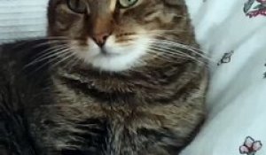 Un Chat Qui Fait Peur A Un Ours Sur Orange Videos
