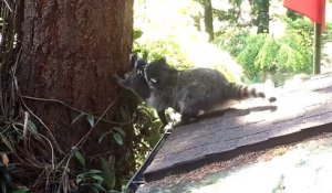 Une mère raton-laveur apprend à son petit à grimper aux arbres
