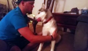 Siberian Husky Dog Eats Marijuana
