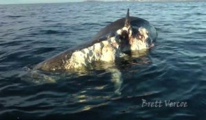 Des requins s'attaquent à la carcasse d'un cachalot géant