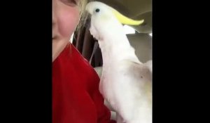 Complicité entre un perroquet et son propriétaire
