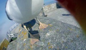 Une mouette voler la GoPro d'un touriste