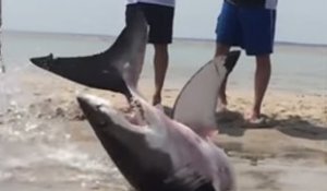 Le sauvetage d'un grand requin blanc échoué sur une plage