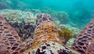 Découvrez la Grande barrière de Corail grâce à une GoPro sur le dos d'une Tortue Verte