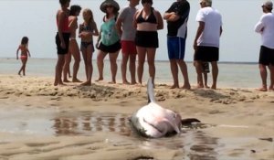 États-unis : un requin blanc s'échoue sur une plage, des touristes le sauvent