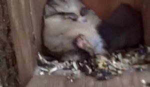 Écureuil devenu obèse après avoir mangé toutes les graines des oiseaux