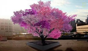 L'arbre hybride qui porte plus de 40 fruits différents.