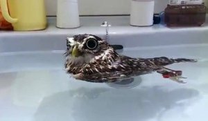 Une petite chouette flotte dans son bain - Trop mignon