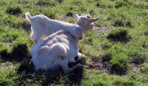 Bébé chèvre embête sa maman - Trop mignon