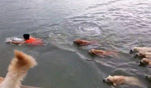 Nager avec 12 Golden retrievers - Mieux que les dauphins