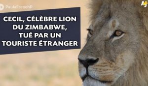 Cecil, le plus célèbre lion du Zimbabwe, tué pour un touriste étranger