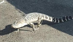 Un alligator dans les rues de New York