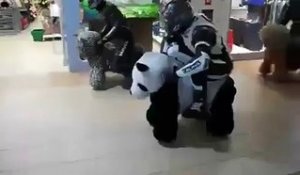 Course de motos panda dans un centre commercial !