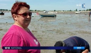 Morbihan : les grandes marées du mois d'août font le bonheur des pêcheurs à pied