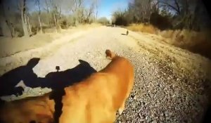 Cette chienne a reconnu aussitôt sa maman qu'elle n'a pas vue depuis qu'elle était bébé