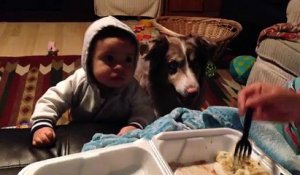 Un chien dit "maman" à la place du bébé pour avoir de la nourriture !
