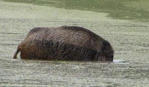 Sanglier dans l'eau