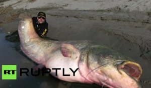 Un poisson de 127 kilos pêché dans un fleuve en Italie