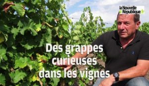 VIDEO. Loir-et-Cher : pourquoi la vigne fait le "poireau"