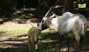 L'Oryx d'Arabie, une réintroduction en bonne voie !