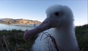 Adorable : un bébé albatros découvre une caméra pour la première fois
