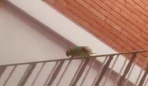 Tranquille, un perroquet fait du surf sur une rampe d'escalier !