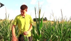 Sécheresse en France : certaines récoltes sont menacées