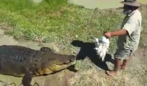 Il s'assied sur le dos d'un énorme crocodile de 5m