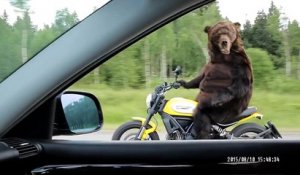 Ours conduit une moto en Russie
