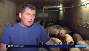 Crise porcine : même à 1,40 euro, les éleveurs craignent de disparaître