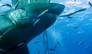 Deep Blue le plus gros requin - Juin 2015