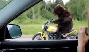 Elle filme un ours qui conduit une moto en Russie !